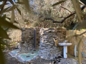 anandforestshower (Klein)